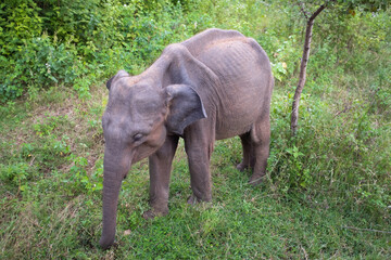 Fototapeta premium Indian Elephant in Sri Lanka