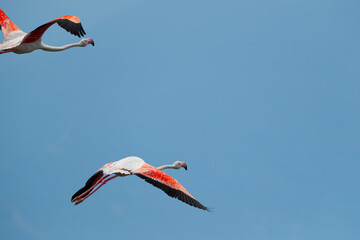 Flying flamingos. Blue sky and flying flamingos.