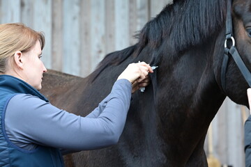 Impfung beim Pferd. Junge Tierärztin impft Pferd in den Hals
