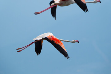 Flying flamingos. Blue sky and flying flamingos.