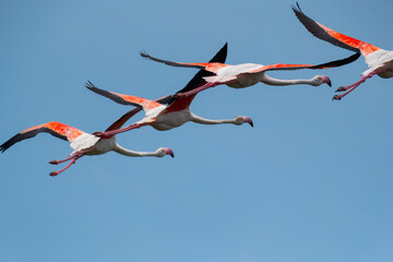 Flying flamingos. Blue sky and flying flamingos.