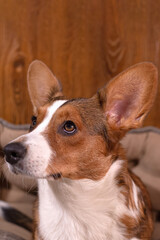 Cute Welsh Corgi Pembroke dog. Pets. A thoroughbred dog