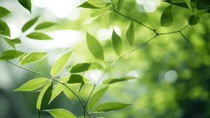 Fototapeta na wymiar green tree leaves in bokeh background