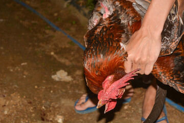 Photo of a rooster being slaughtered at the neck