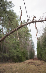 Fallen tree on power and communication lines in a forest, selective focus.