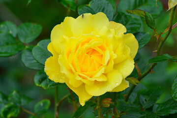 Close up of Fresh beautiful yellow rose in the garden.  