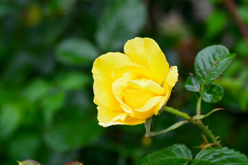 Close up of Fresh beautiful yellow rose in the garden.  