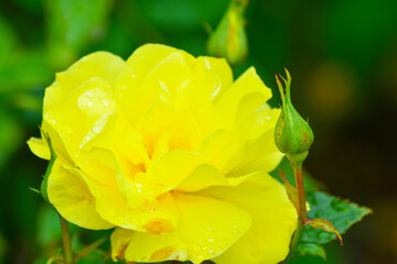 Close up of Fresh beautiful yellow rose in the garden.  