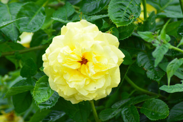 Close up of Fresh beautiful yellow rose petals.  