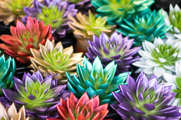 Colorful lotus flowers together. Focus on colorful flowers are in greenhouse