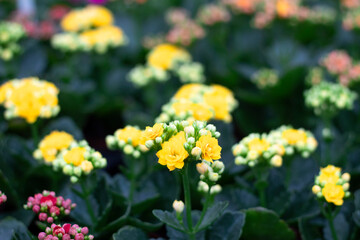 Focus on beautiful yellow kalanchoe in flower garden 