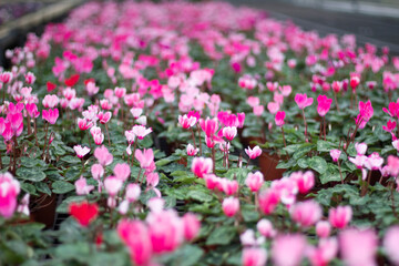Beautiful pink flowers together. Colorful flowers are in greenhouse