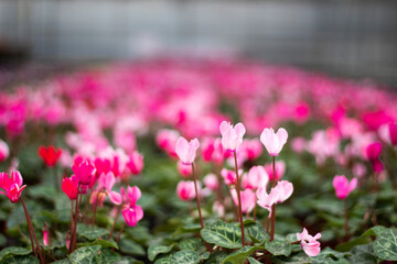 Beautiful pink flowers together. Focus on colorful flowers are in greenhouse