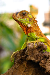 The super red iguana