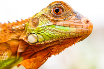 The super red iguana