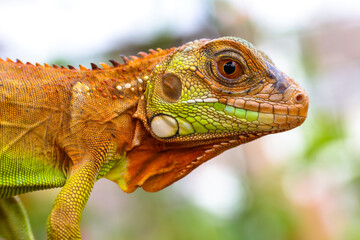 The super red iguana
