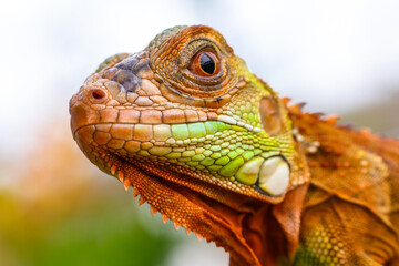 The super red iguana