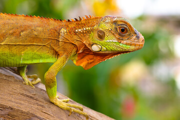 The super red iguana