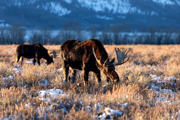 Bull moose grazing in Grand Teton National Park
