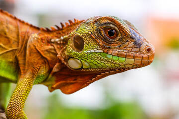 The super red iguana