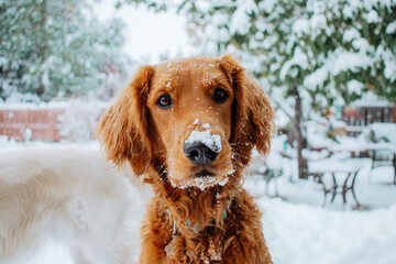 dog in snow