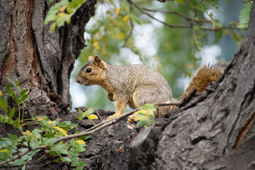 squirrel in the forest