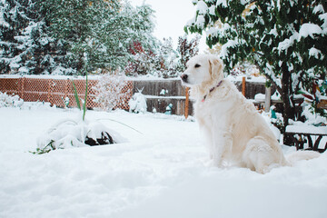 dog in the snow
