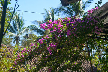 Photo of bougainvillea flowers (Bougainvillea) on the terrace of the house