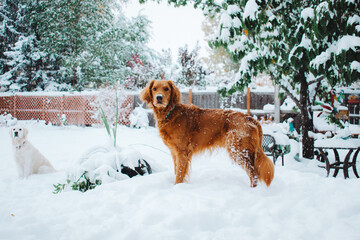 dog in snow