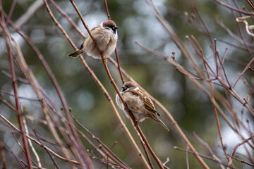 Little cute sparrows are sitting on a bush in the garden. Birds in the city.