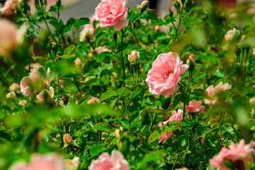 blooming rose in a sunny garden - obrazy, fototapety, plakaty