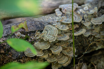 Mushrooms captured along trail in a Provincial Park in Ontario, Canada.