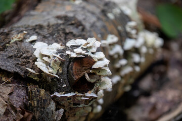 Mushrooms captured along trail in a Provincial Park in Ontario, Canada.