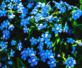 Forget Me Nots, tiny garden flowers
