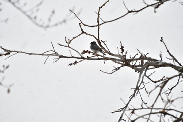 Fototapeta na wymiar Bird in a Bare Tree