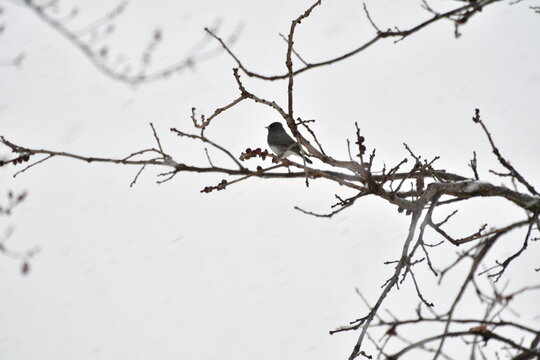 Bird in a Bare Tree