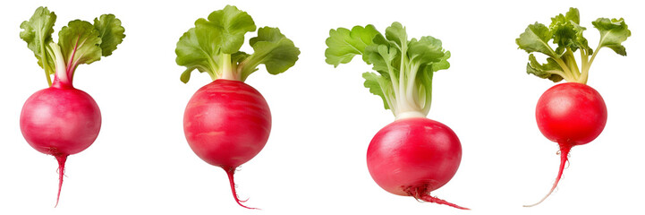 Set of radish top view isolated on white or transparent background