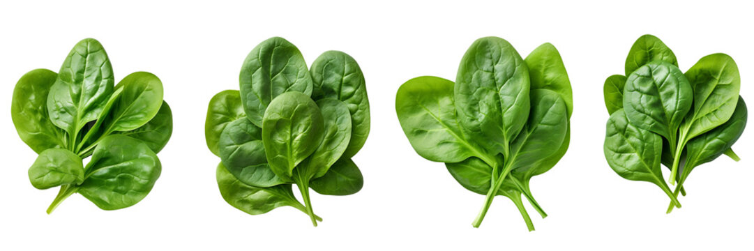 Set of spinach top view isolated on white or transparent background