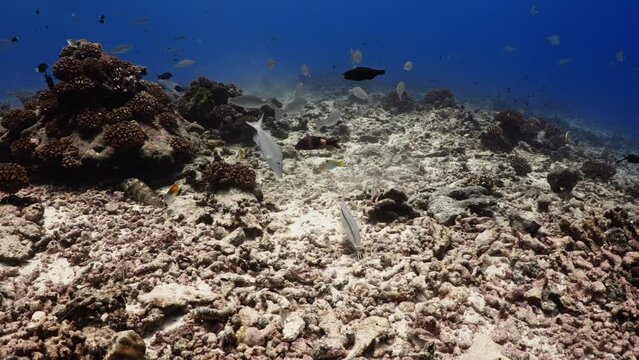 Spangled emperor (Bec de Canne) over the coral reef, filmed underwater in the pass of Tiputa in the atoll of Rangiroa in the French Polynesia in the middle of the South Pacific