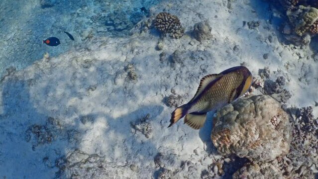 Titan Triggerfish over the coral reef, filmed underwater in the pass of Tiputa in the atoll of Rangiroa in the French Polynesia in the middle of the South Pacific