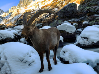 Einsamer Steinbock im Winter