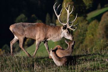 Hirschrudel bei der Brunft
