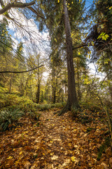 South Whidbey State Park in Washington State