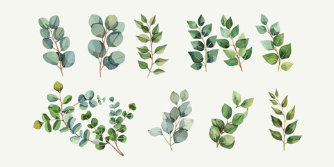 Set of eucalyptus branches, water color illustration © Bockthier