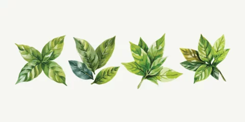 Foto op Plexiglas Watercolor green tea leaves set closeup isolated on white background, Vector illustration © Bockthier