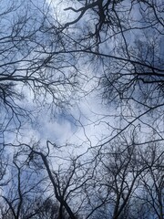 Fototapeta na wymiar Trees in the sky