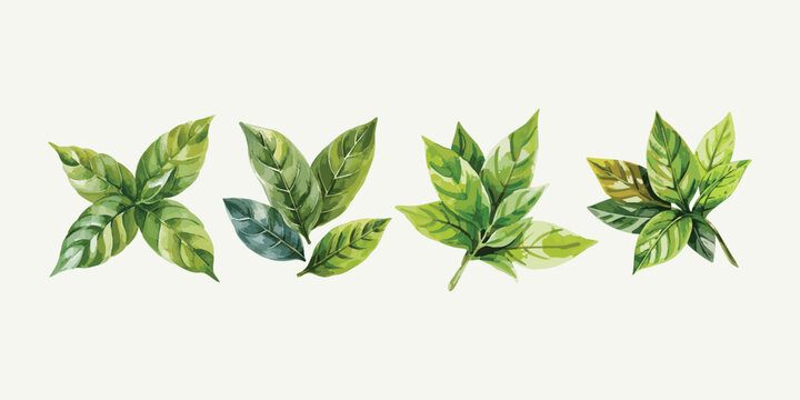 Watercolor green tea leaves set closeup isolated on white background, Vector illustration