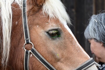angefärbtes Pferdeauge um Hornhautverletzung zu erkennen