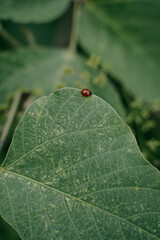 small red ladybug on a leaf closeup