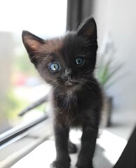 a small kitten stands by the window sill of an apartment